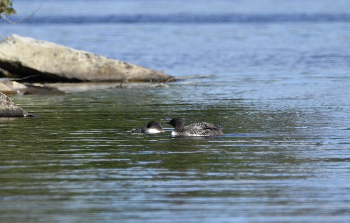 Common Loon - Rebecca Scott