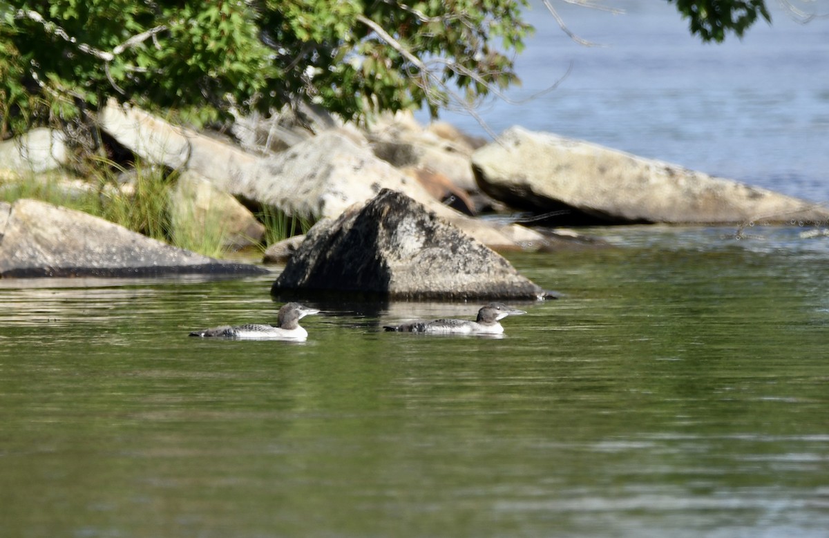 Common Loon - Rebecca Scott