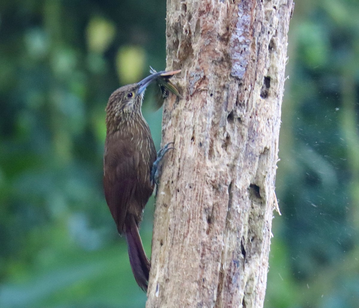 Montane Woodcreeper - Russell Hillsley