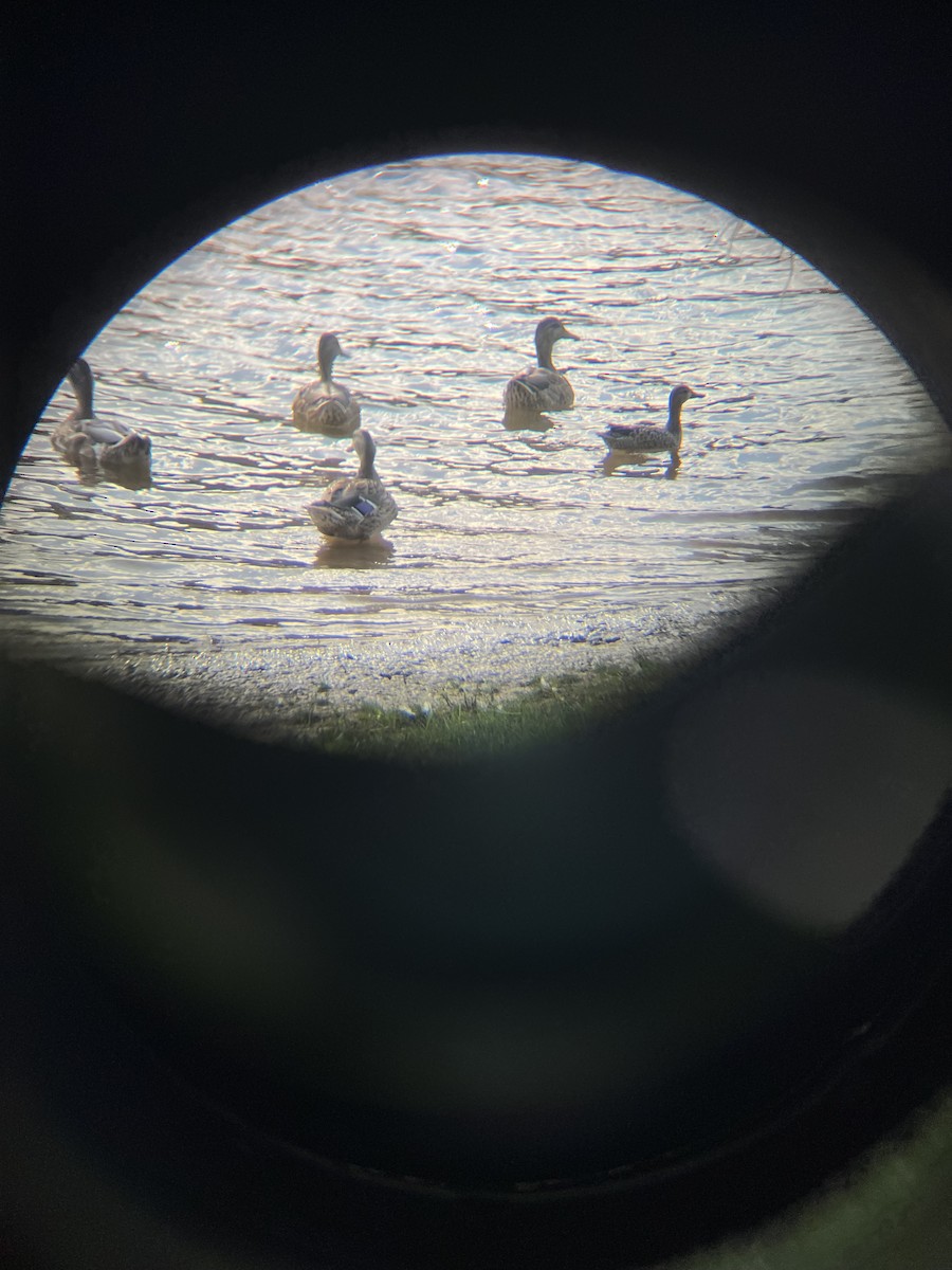 Blue-winged Teal - ML622767664