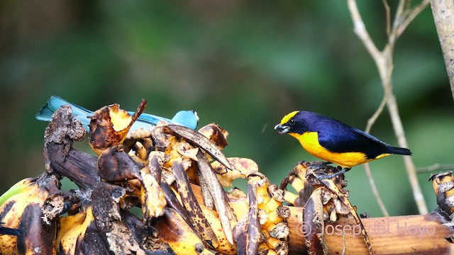 Thick-billed Euphonia (Black-tailed) - ML622767671