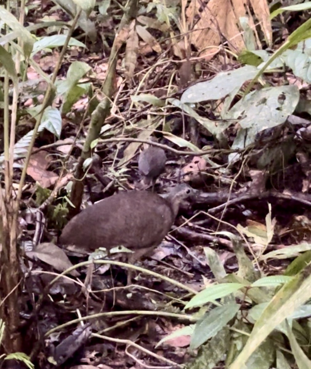 Great Tinamou - ML622767713