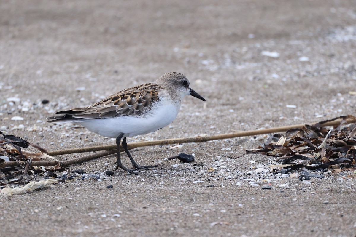 Red-necked Stint - Akinori Miura