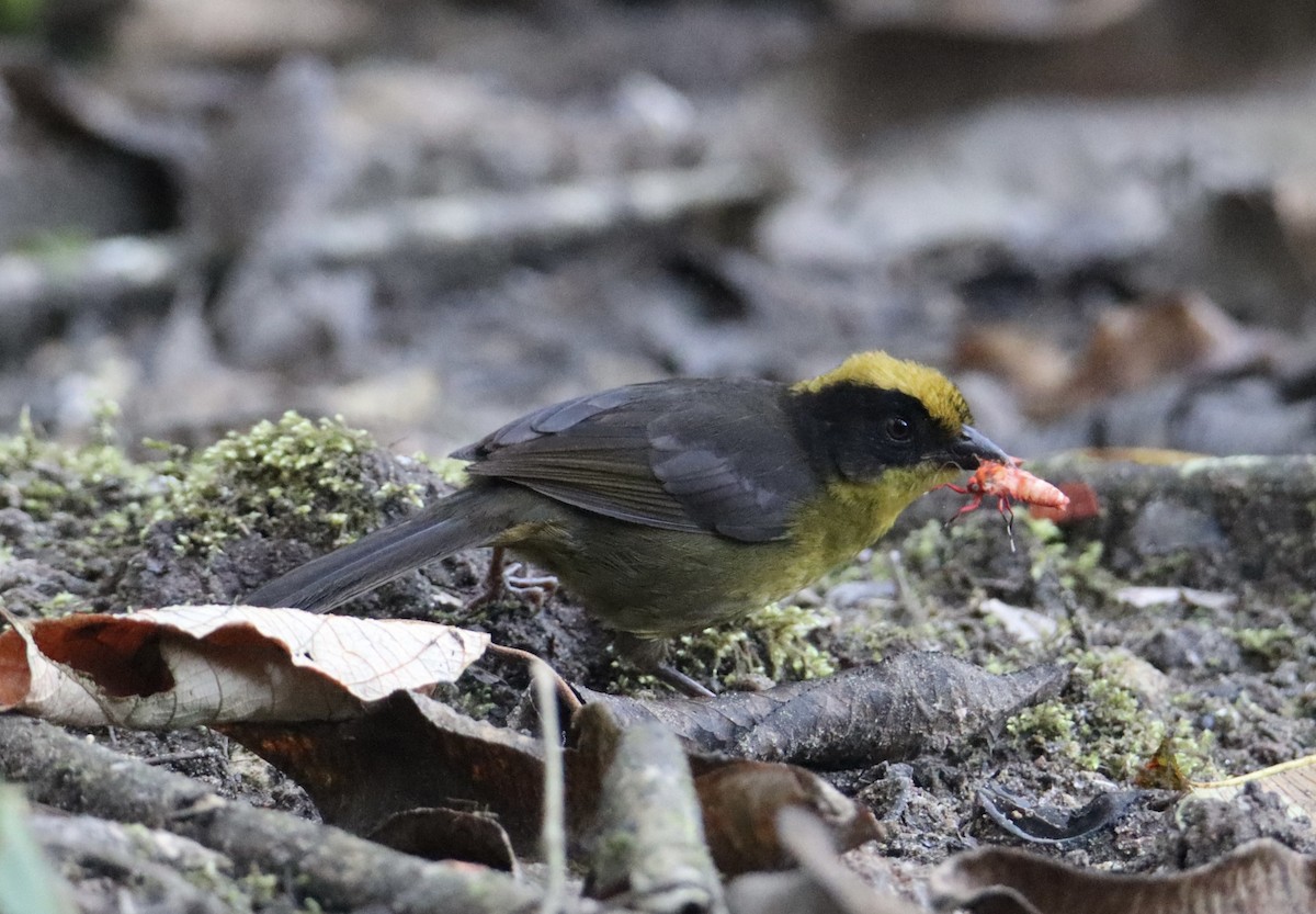 Tricolored Brushfinch (Choco) - ML622767771