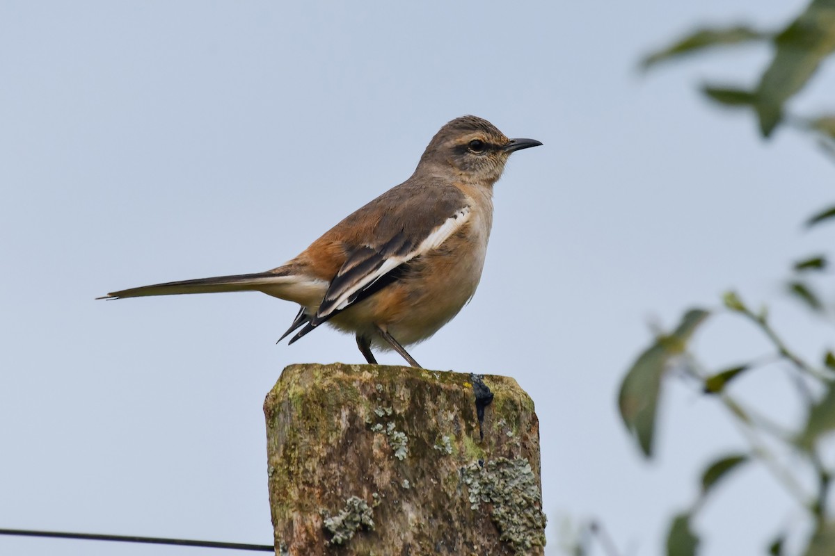 White-banded Mockingbird - ML622767867