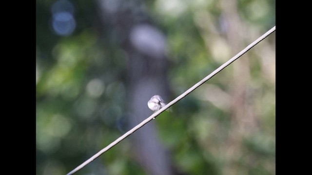 Blue-gray Gnatcatcher - ML622767956