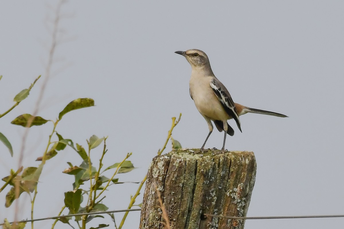 White-banded Mockingbird - ML622767957