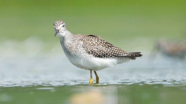 Lesser Yellowlegs - ML622767978