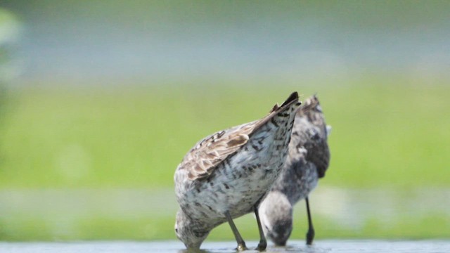Stilt Sandpiper - ML622767982