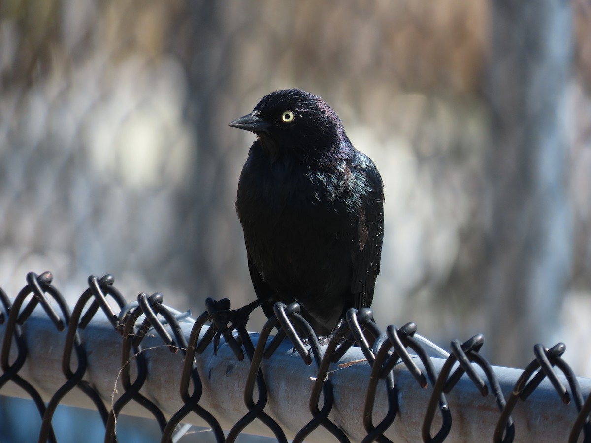 Brewer's Blackbird - ML622768011