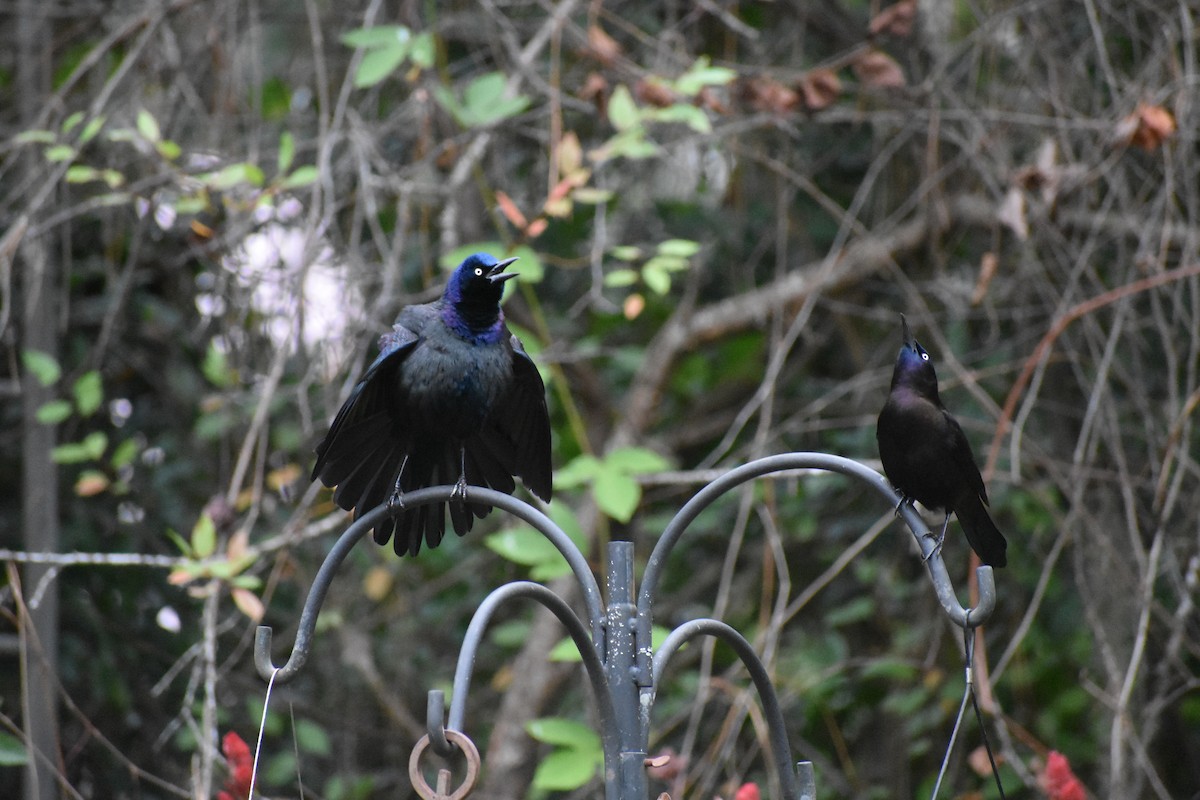 Common Grackle - ML622768012