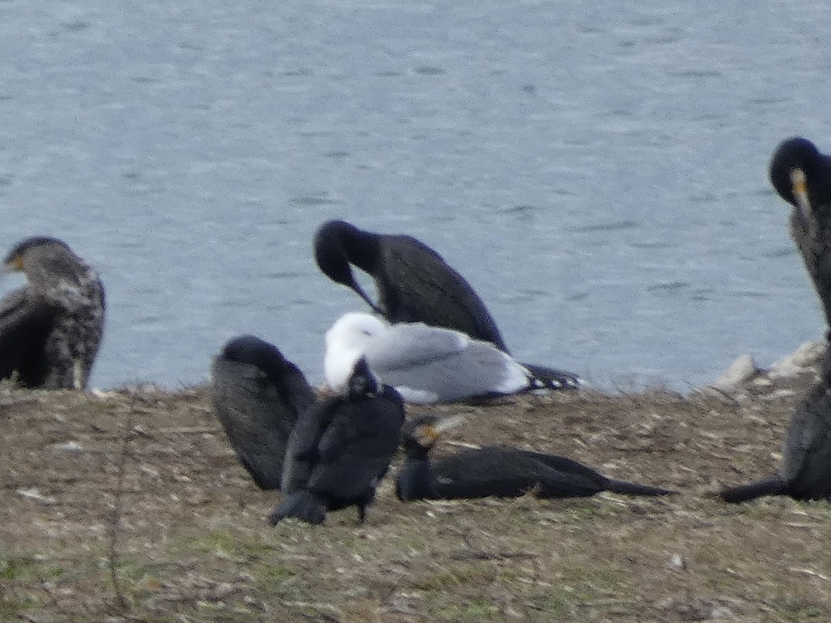 Yellow-legged Gull - ML622768046