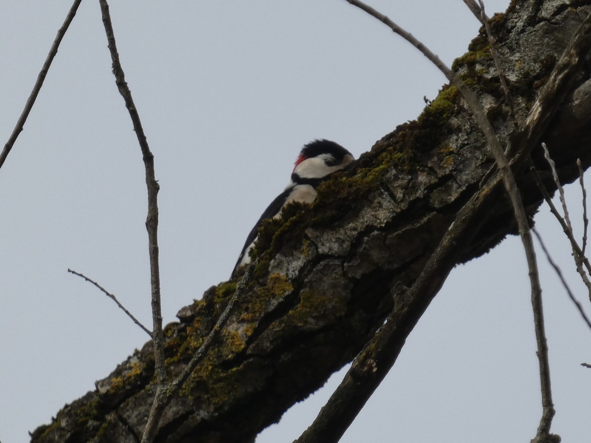 Great Spotted Woodpecker - ML622768057