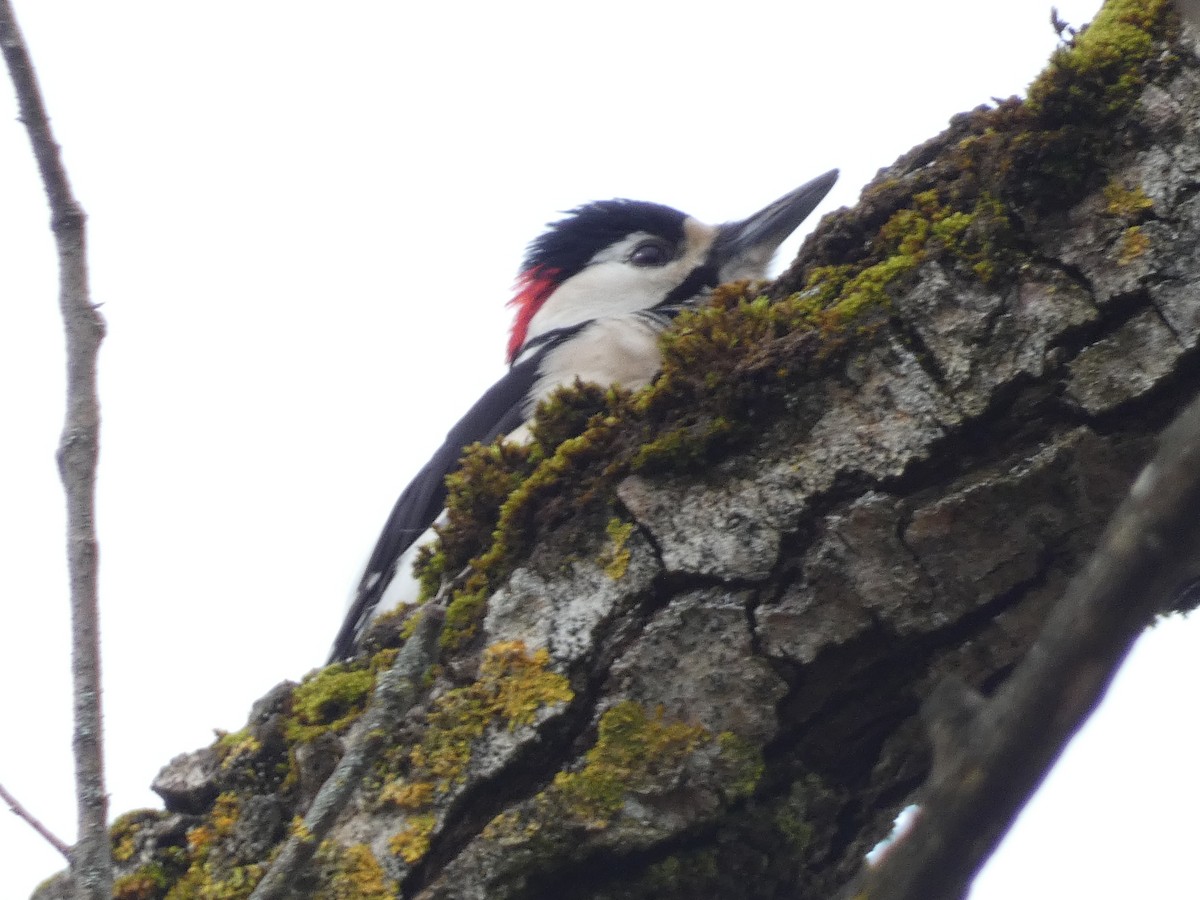 Great Spotted Woodpecker - ML622768058