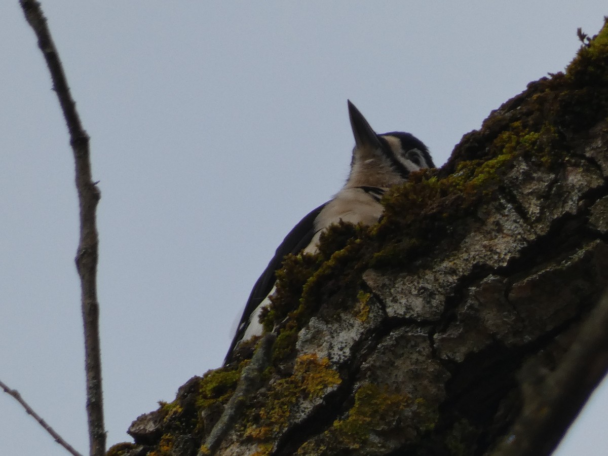 Great Spotted Woodpecker - ML622768059