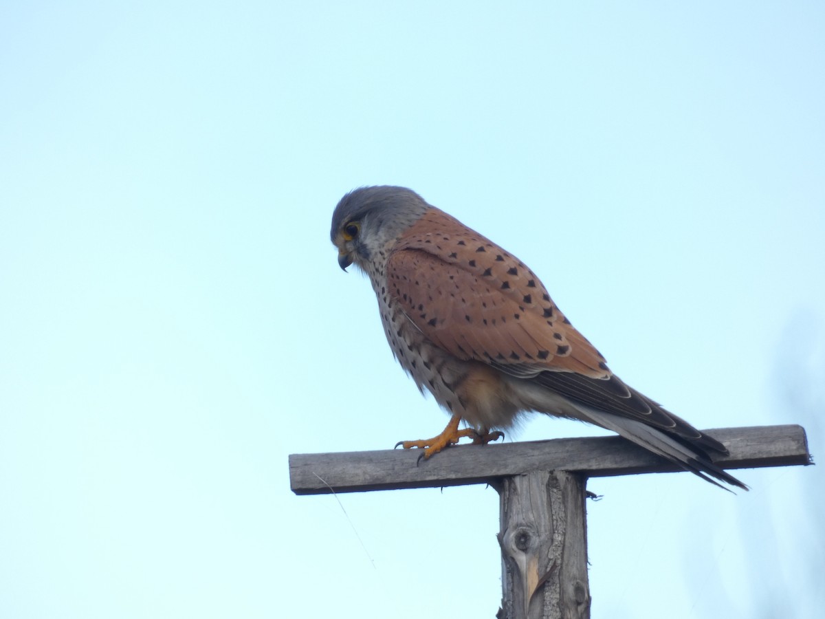 Eurasian Kestrel - ML622768062