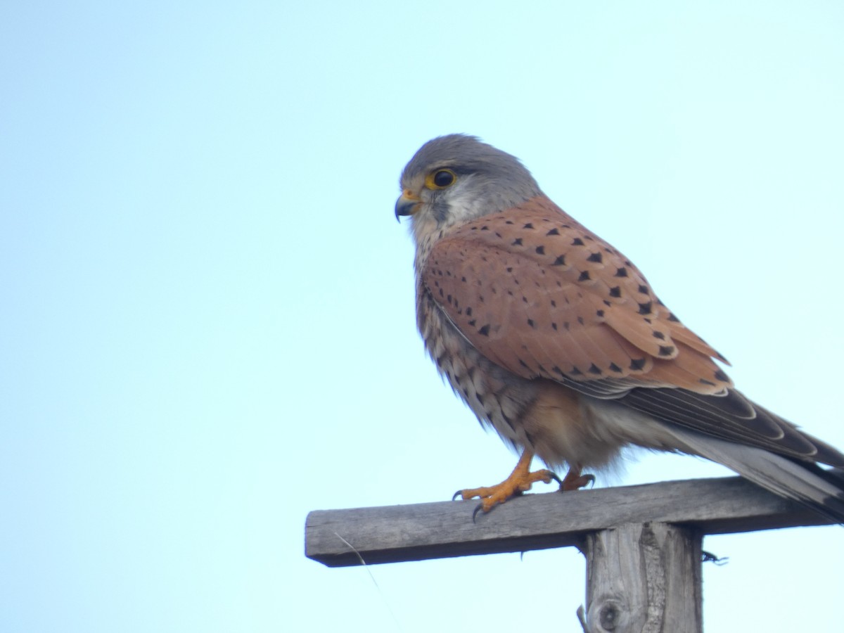 Eurasian Kestrel - ML622768063