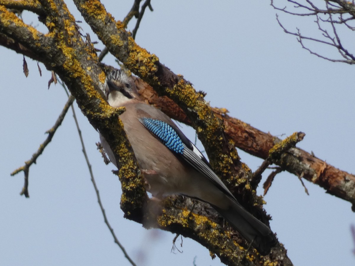 Eurasian Jay - ML622768067