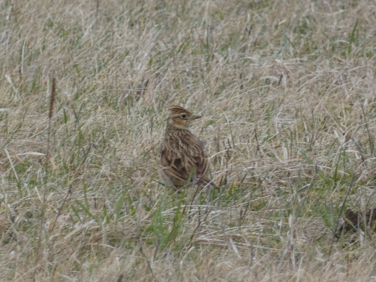 Eurasian Skylark - ML622768076