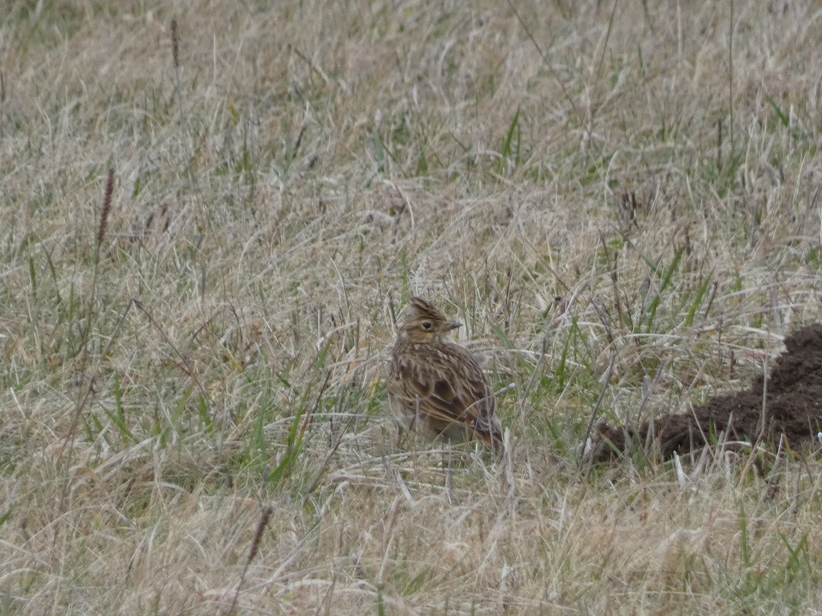 Eurasian Skylark - ML622768077