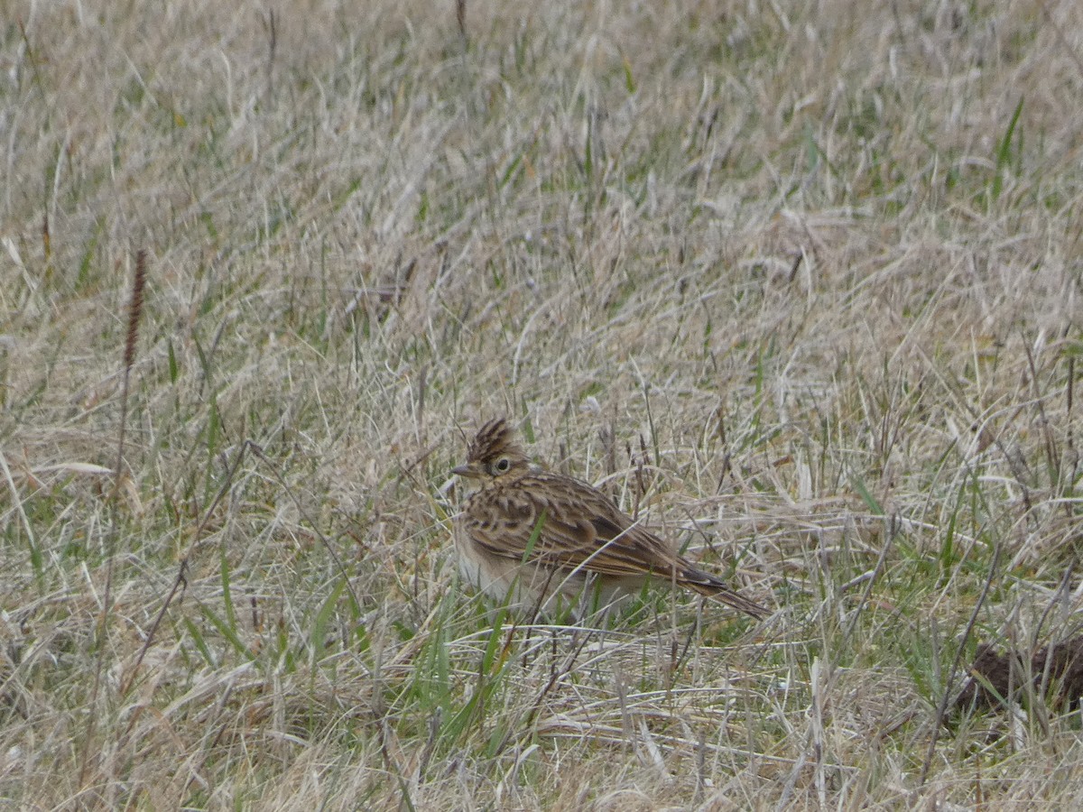 Eurasian Skylark - ML622768078