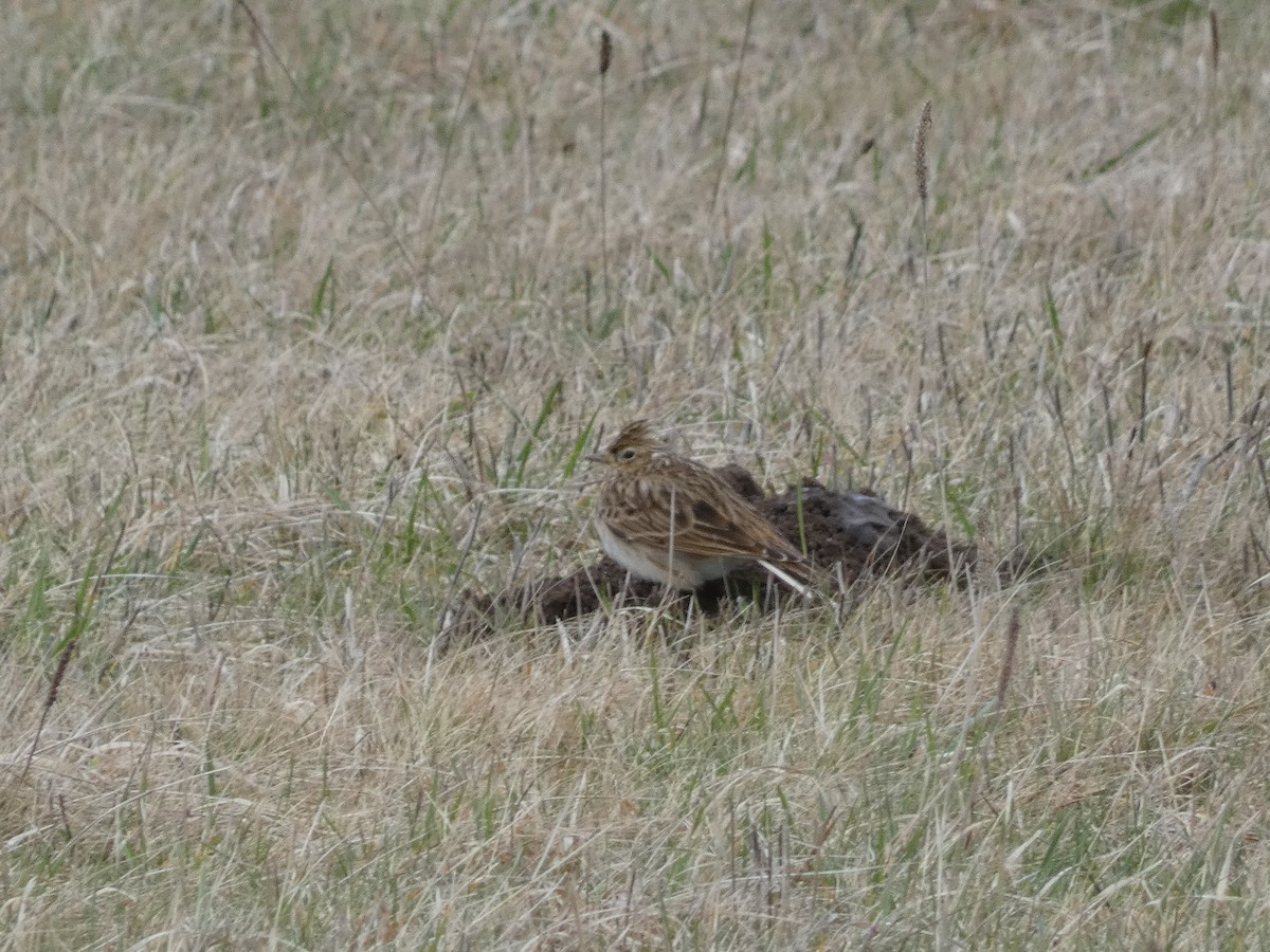 Eurasian Skylark - ML622768079