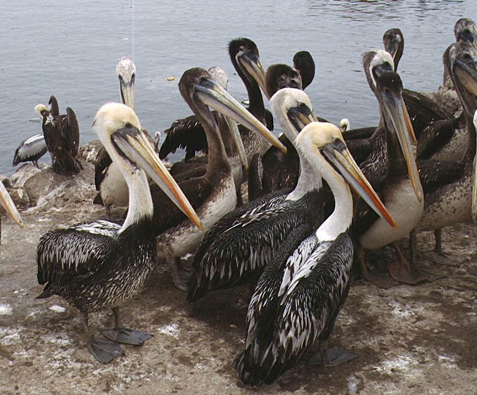 Peruvian Pelican - ML622768080