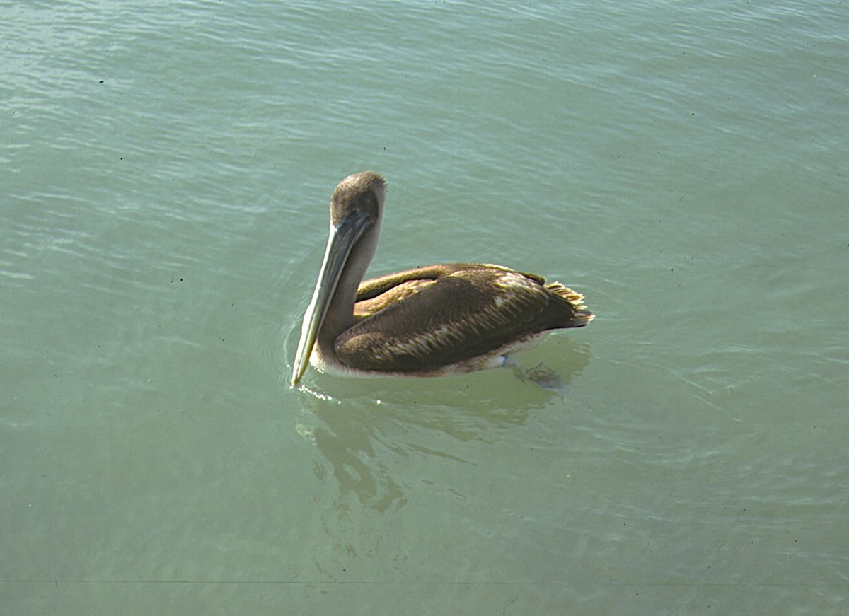 Peruvian Pelican - ML622768081