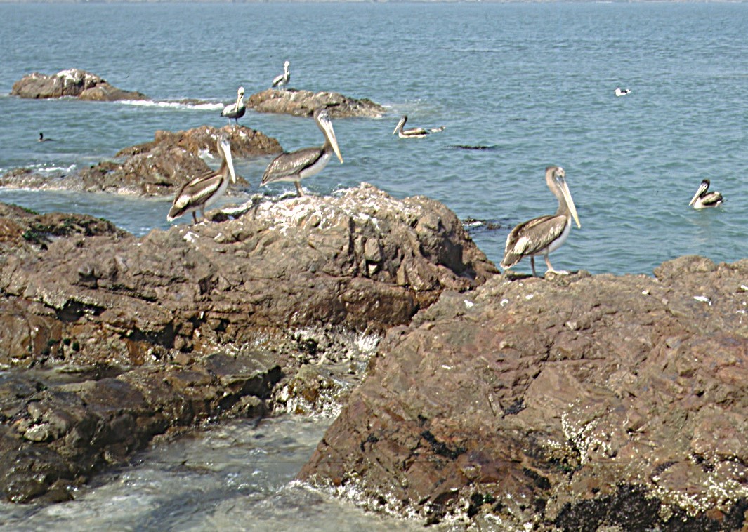 Peruvian Pelican - ML622768082