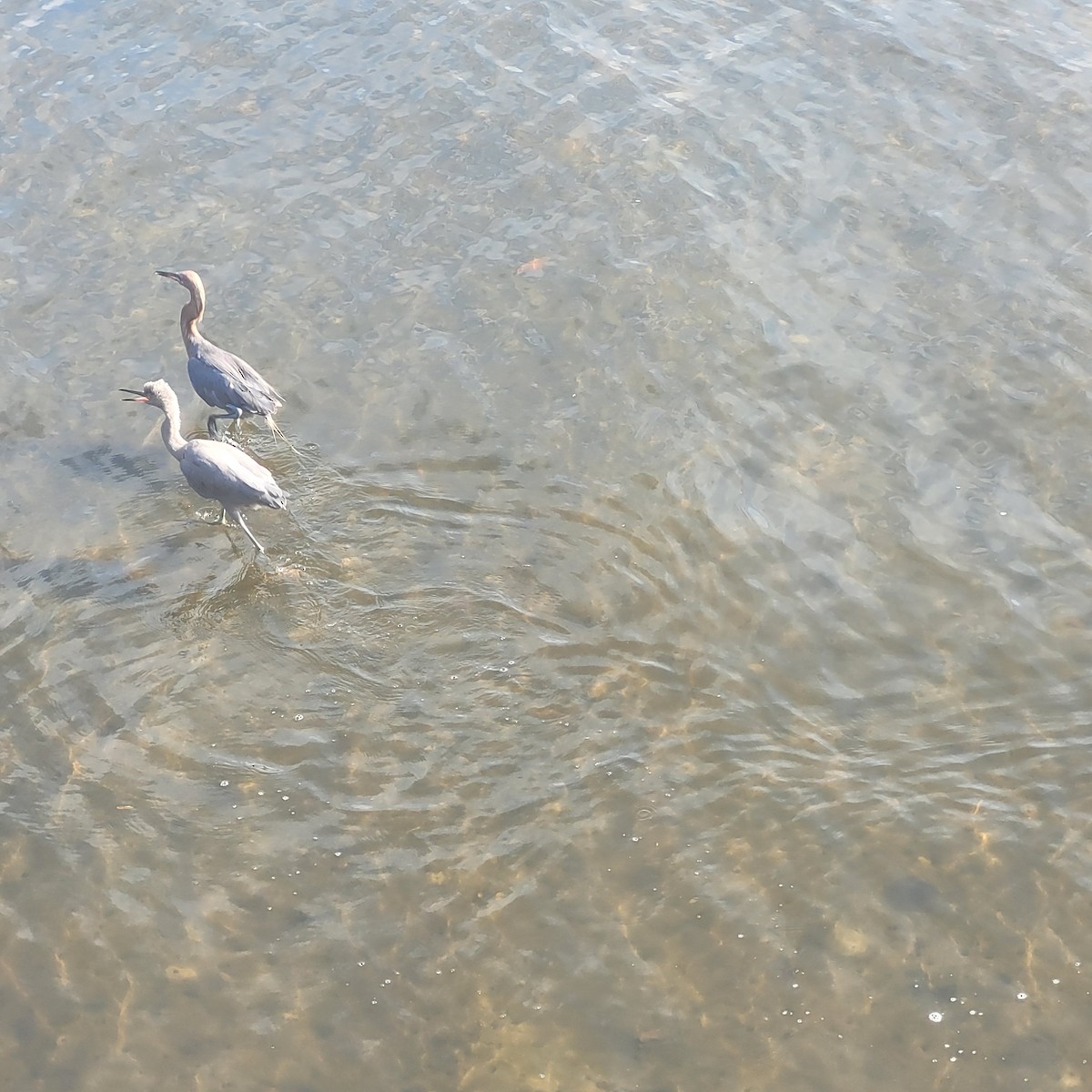 Kızılca Balıkçıl - ML622768116