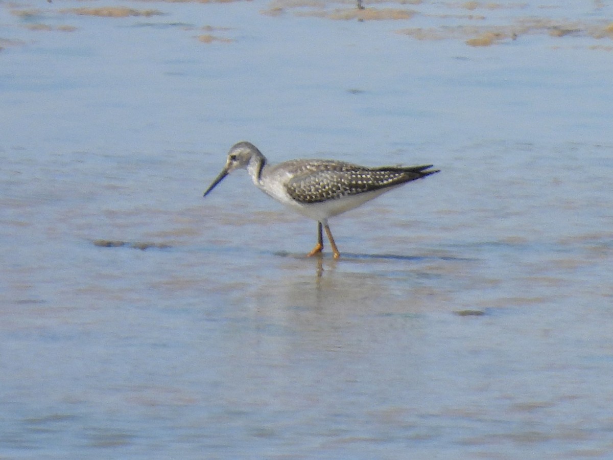 Lesser Yellowlegs - Ed Daniels