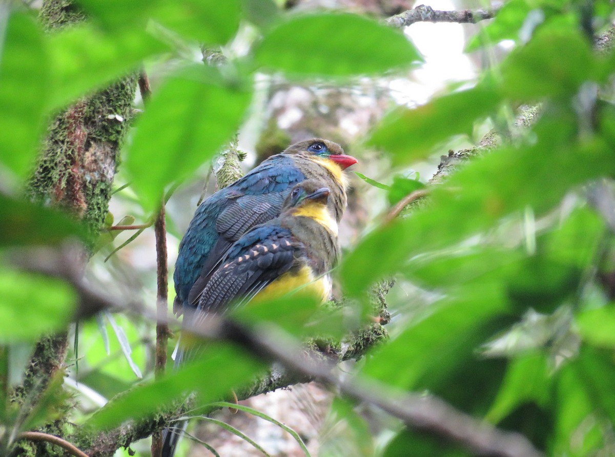 Javan Trogon - ML622768160