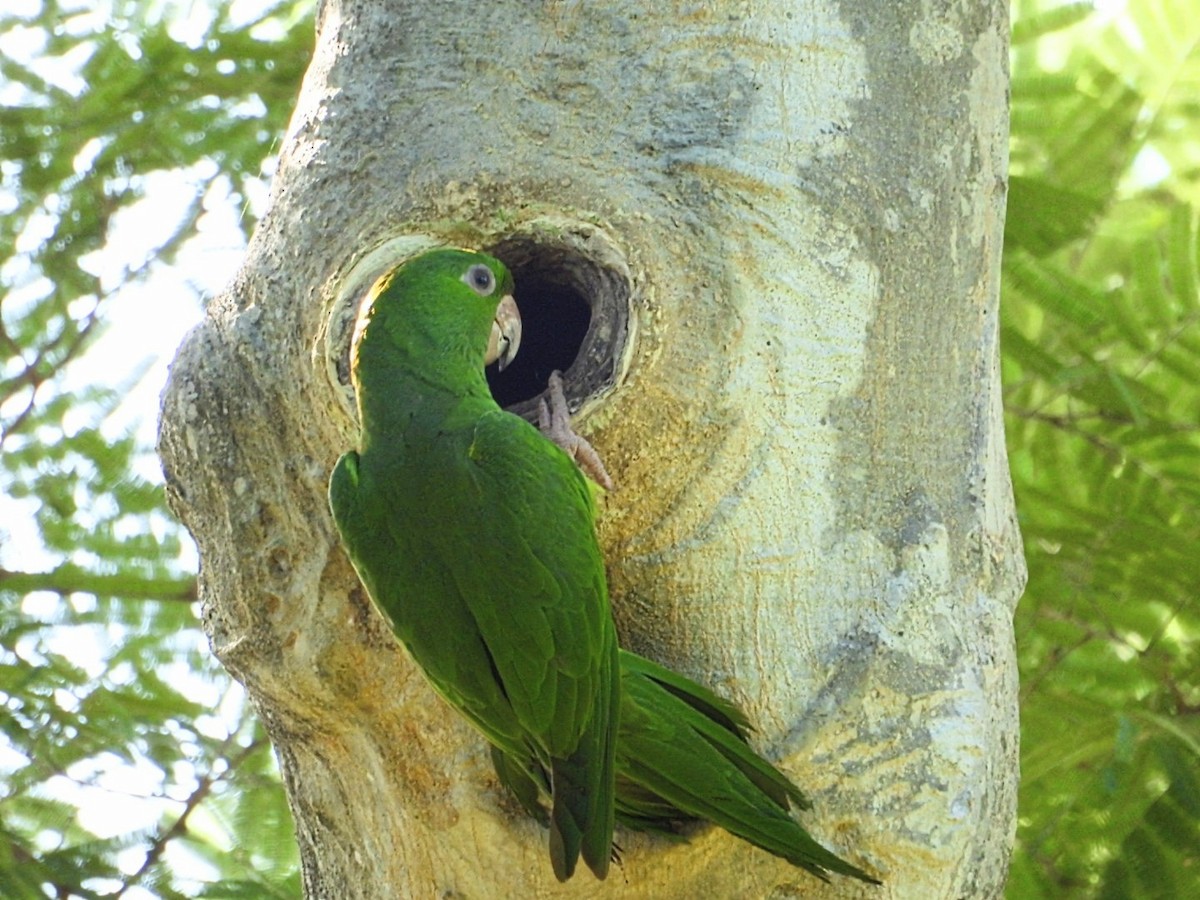 オオメキシコインコ - ML622768169