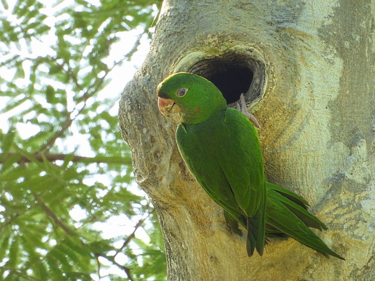 オオメキシコインコ - ML622768170