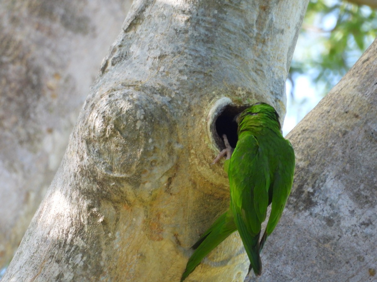 オオメキシコインコ - ML622768175