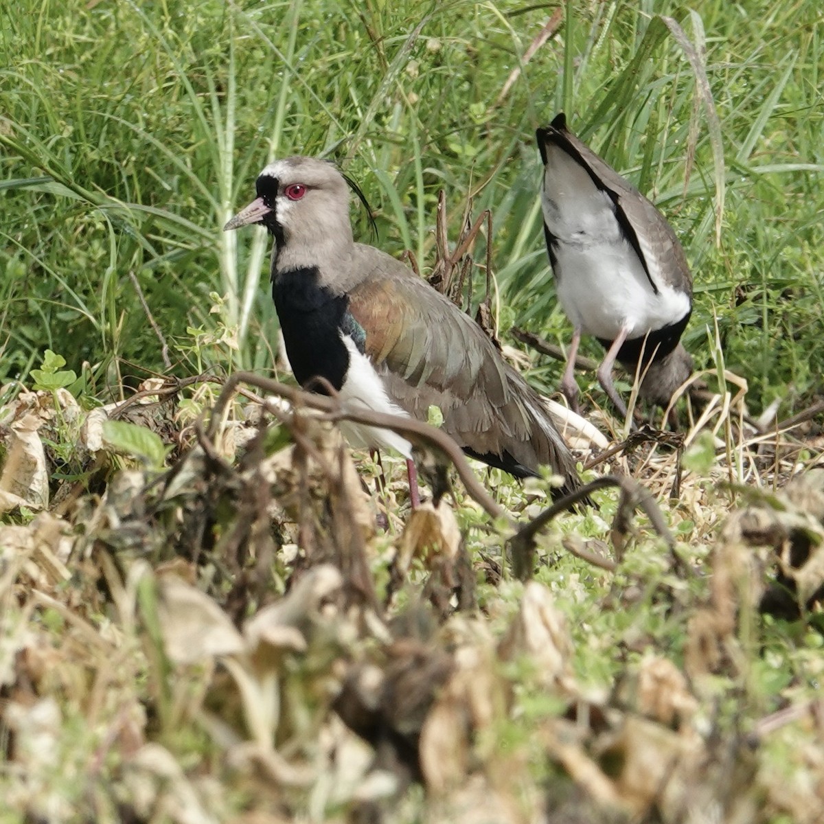 Southern Lapwing - Chris McVittie