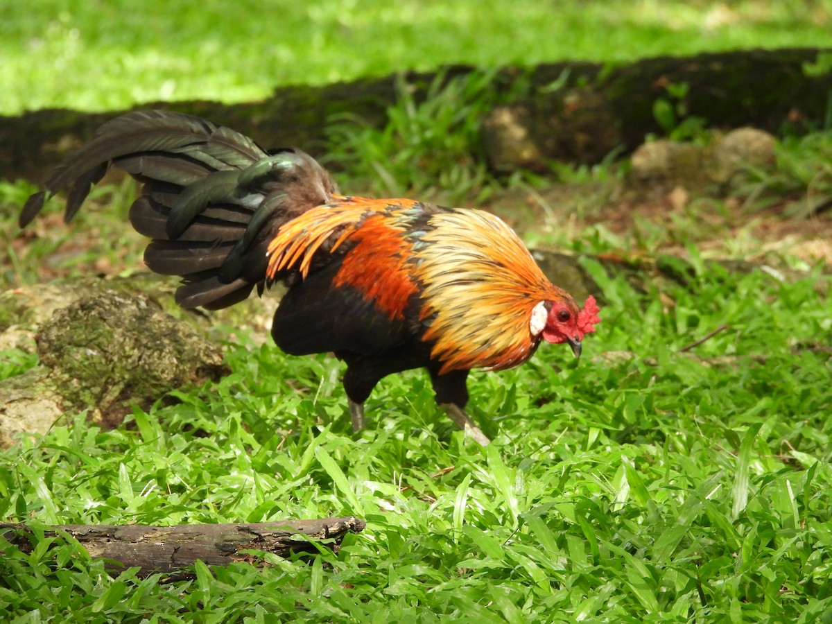 Red Junglefowl - Chandrika Khirani