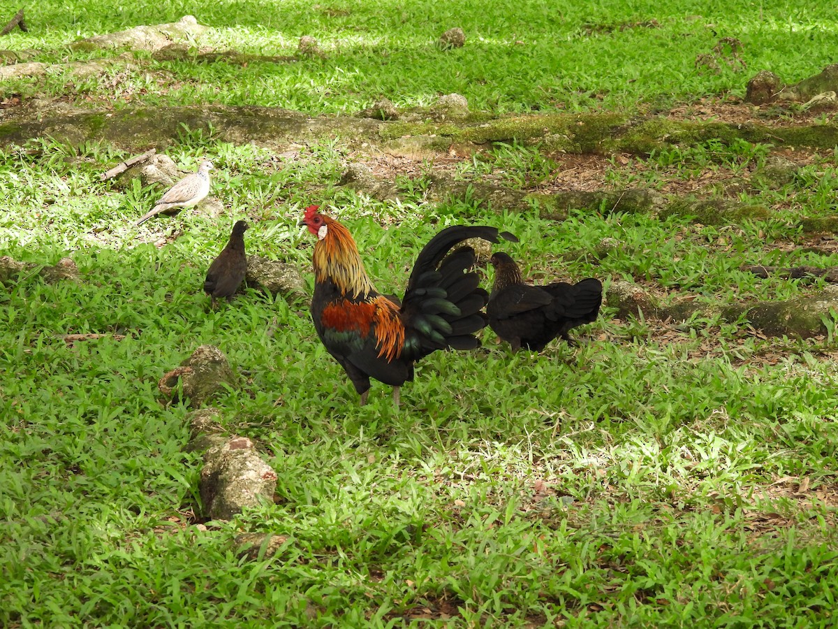 Red Junglefowl - Chandrika Khirani