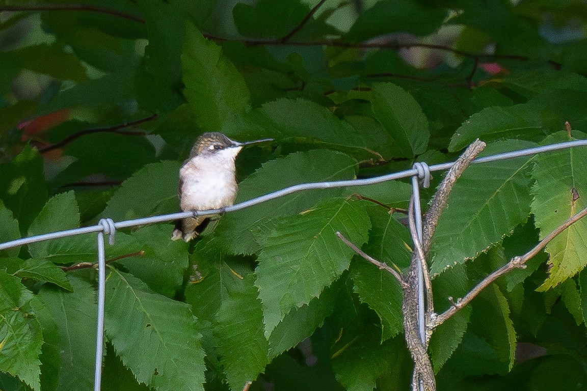 Ruby-throated Hummingbird - ML622768262