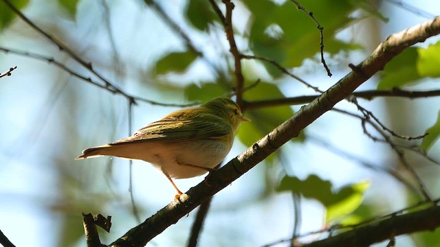 Mosquitero Silbador - ML622768283