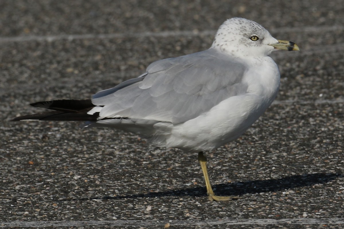 Ring-billed Gull - ML622768316