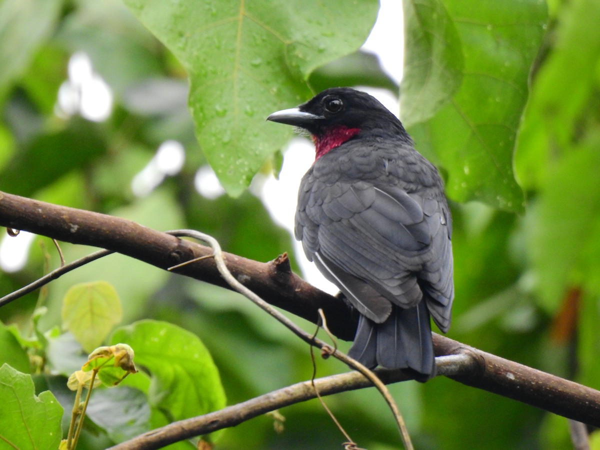 Purple-throated Fruitcrow - ML622768340