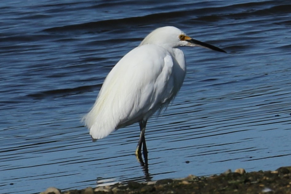 Snowy Egret - ML622768349