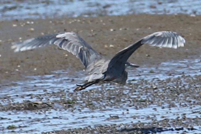 Great Blue Heron - michael vedder