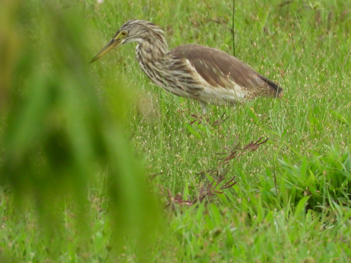 Chinese Pond-Heron - Chandrika Khirani