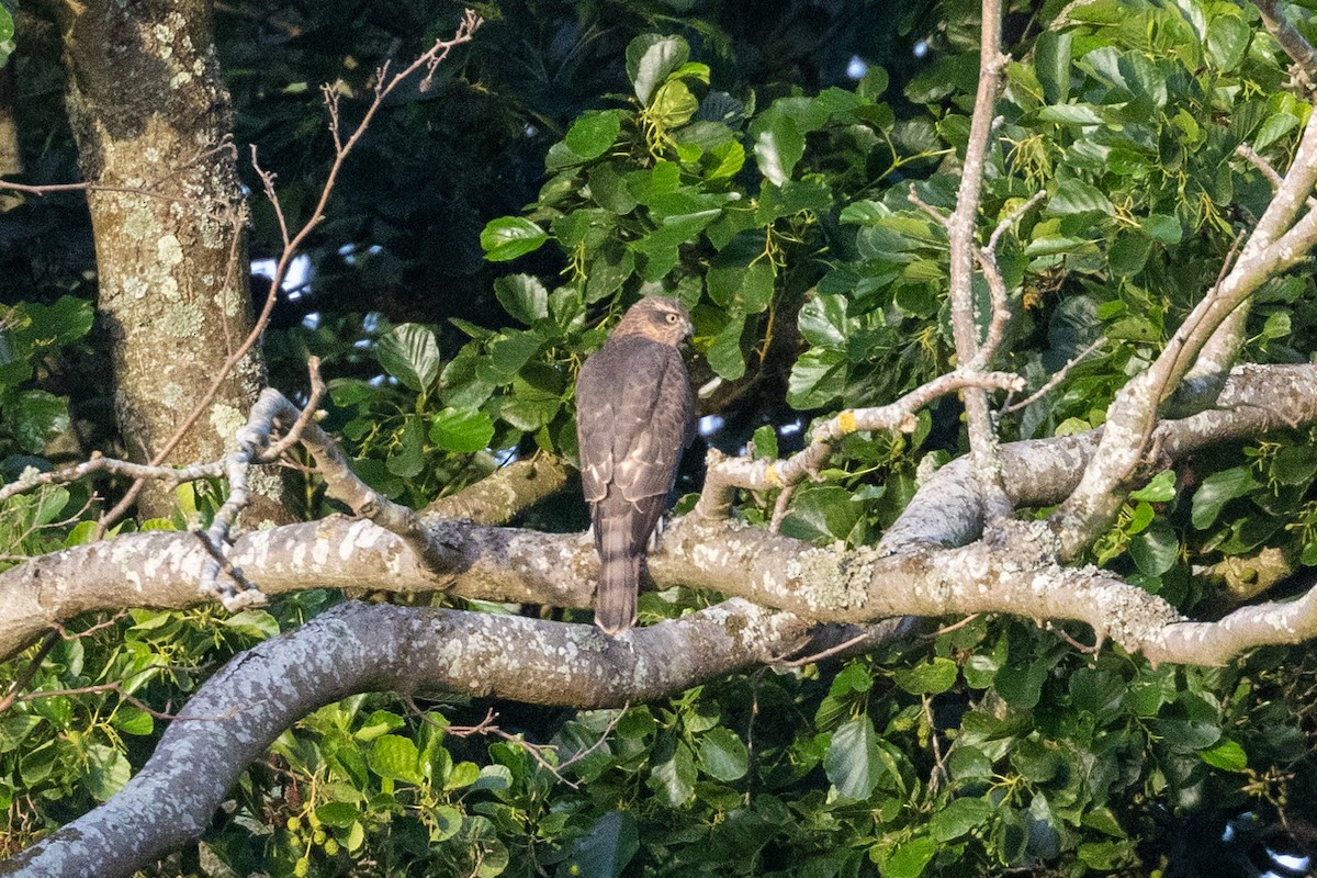 Eurasian Sparrowhawk - Max Barrey