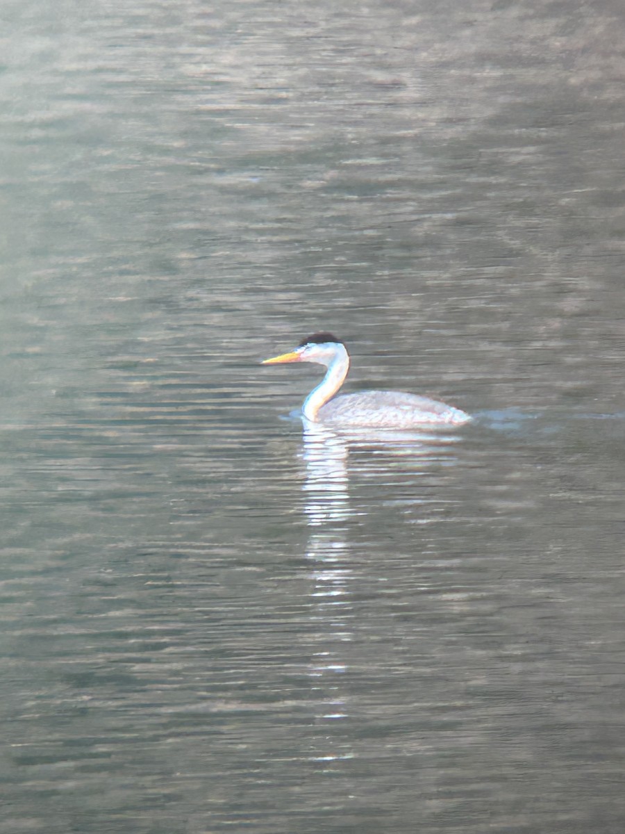 Clark's Grebe - Mathew Brown