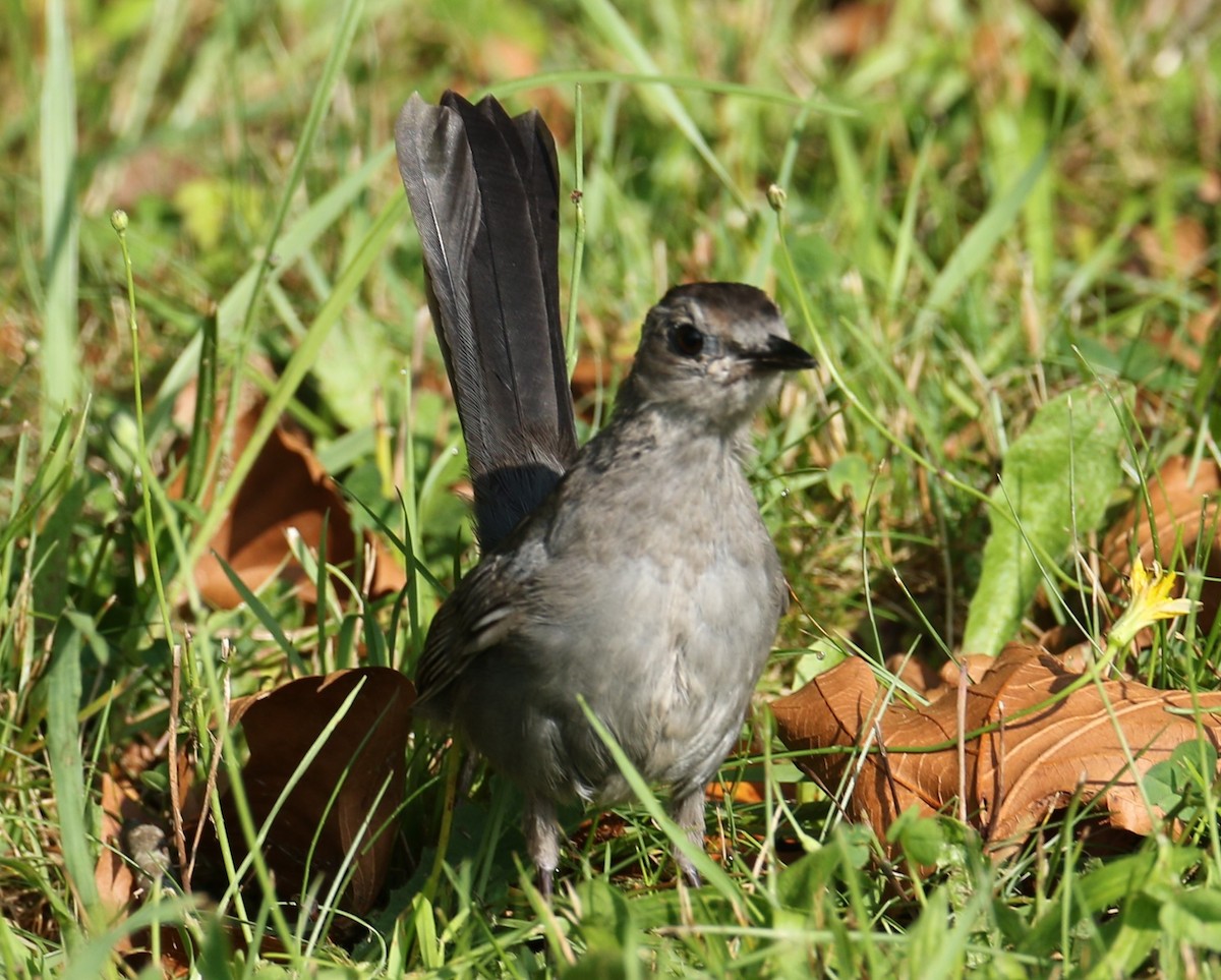 Pájaro Gato Gris - ML622768379