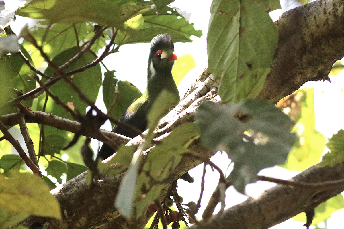 White-cheeked Turaco - Wachara  Sanguansombat