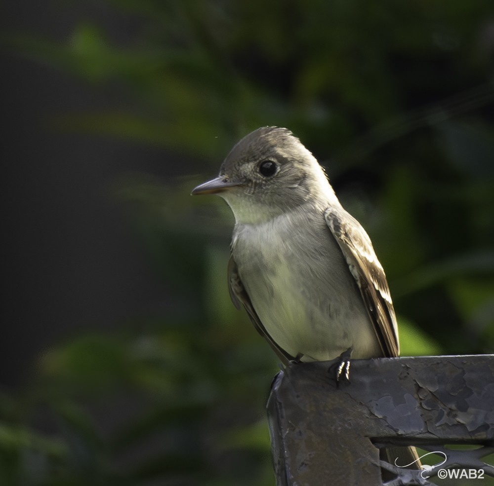 Eastern Wood-Pewee - William Blodgett Jr.